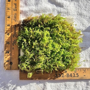 May include: A vibrant green clump of preserved moss positioned against two wooden rulers. The vertical ruler shows a length of approximately 9 inches, while the horizontal ruler indicates a width of approximately 7 inches.