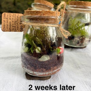 May include: A glass jar terrarium with a cork lid, containing soil, moss, small white stones, and a miniature red mushroom. A brown paper tag tied with twine displays care instructions. The text 2 weeks later is visible below.
