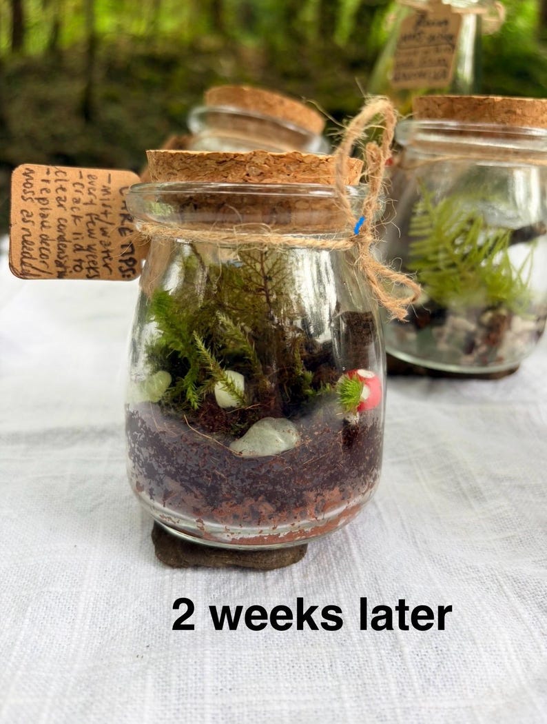 May include: A glass jar terrarium with a cork lid, containing soil, moss, small white stones, and a miniature red mushroom. A brown paper tag tied with twine displays care instructions. The text 2 weeks later is visible below.