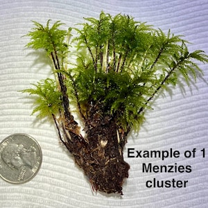 May include: A cluster of Menzies moss with vibrant green, feathery fronds and dark brown stems, shown next to a US quarter coin for scale. The text 'Example of 1 Menzies cluster' is printed in black on the right side of the image.