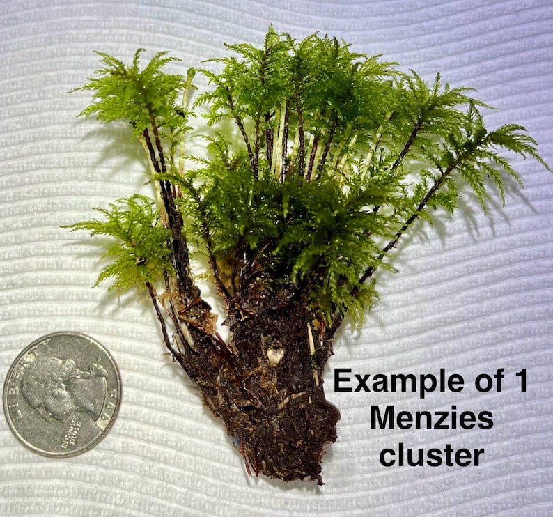 May include: A cluster of Menzies moss with vibrant green, feathery fronds and dark brown stems, shown next to a US quarter coin for scale. The text 'Example of 1 Menzies cluster' is printed in black on the right side of the image.