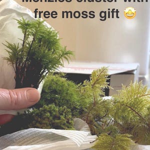 May include: A Menzies moss cluster and additional moss pieces resting on white protective paper. The text Unboxing of 1 Menzies cluster with free moss gift is visible at the top of the image, accompanied by a star-eyed emoji.