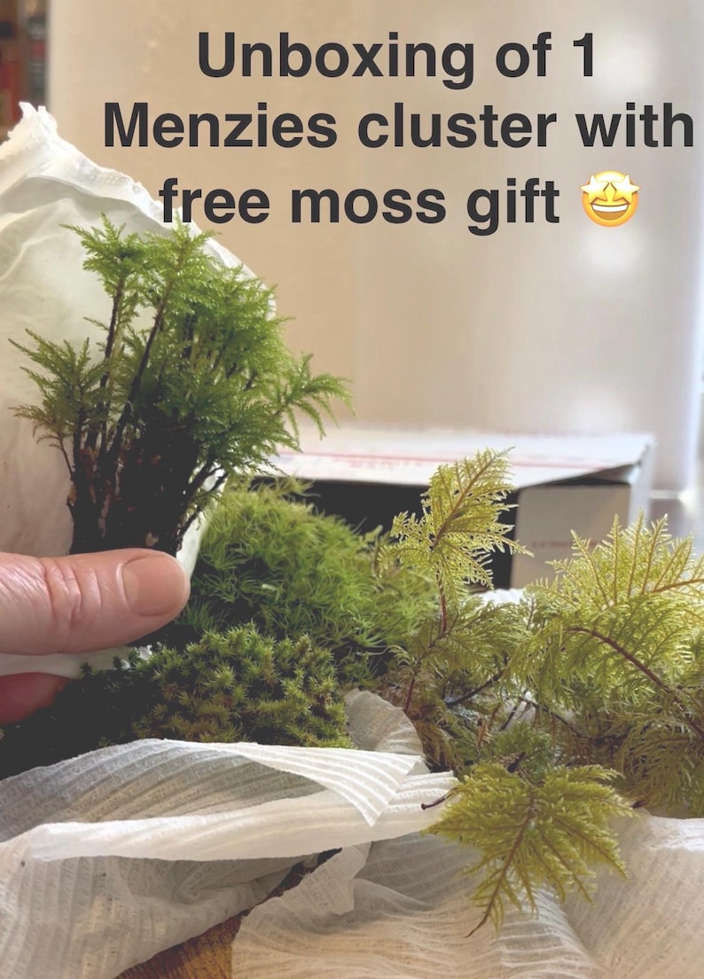 May include: A Menzies moss cluster and additional moss pieces resting on white protective paper. The text Unboxing of 1 Menzies cluster with free moss gift is visible at the top of the image, accompanied by a star-eyed emoji.