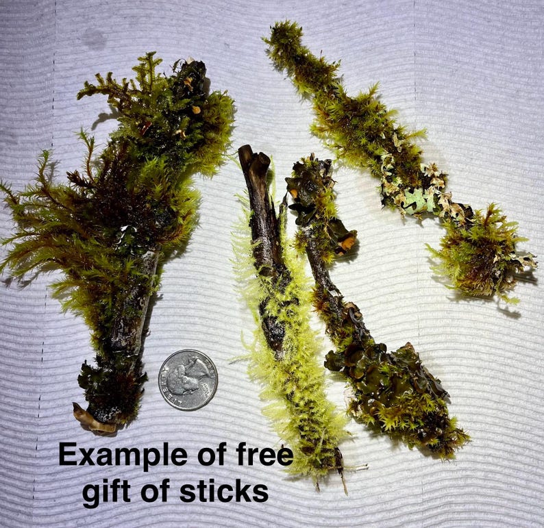 May include: Four dark brown wooden sticks covered in vibrant green moss and light-colored lichen. A silver-colored United States quarter coin is placed next to the sticks for scale. The text "Example of free gift of sticks" is visible.
