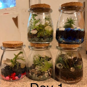 May include: Five small glass jars with cork lids, each containing a miniature terrarium with soil, colorful pebbles, moss, and small plants. The jars are arranged in a group, and the text "Day 1" is printed in black at the bottom of the image.