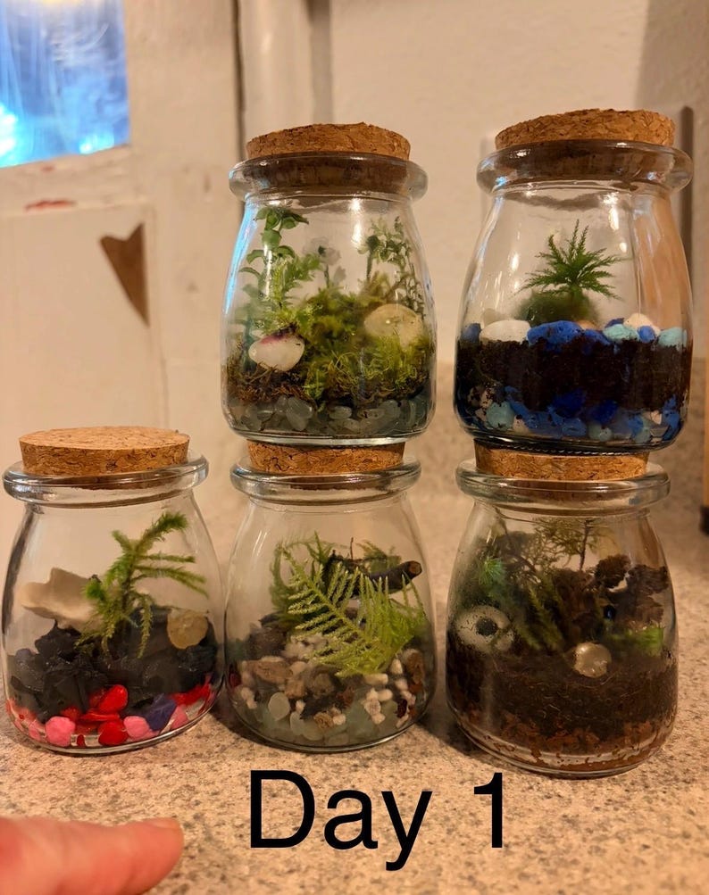 May include: Five small glass jars with cork lids, each containing a miniature terrarium with soil, colorful pebbles, moss, and small plants. The jars are arranged in a group, and the text "Day 1" is printed in black at the bottom of the image.