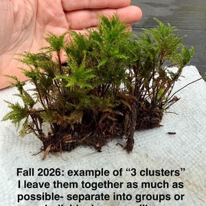 May include: A cluster of green moss with visible roots and stems. The text reads: Fall 2026: example of 3 clusters I leave them together as much as possible- separate into groups or individuals as you like. Four people icons and four green heart icons.