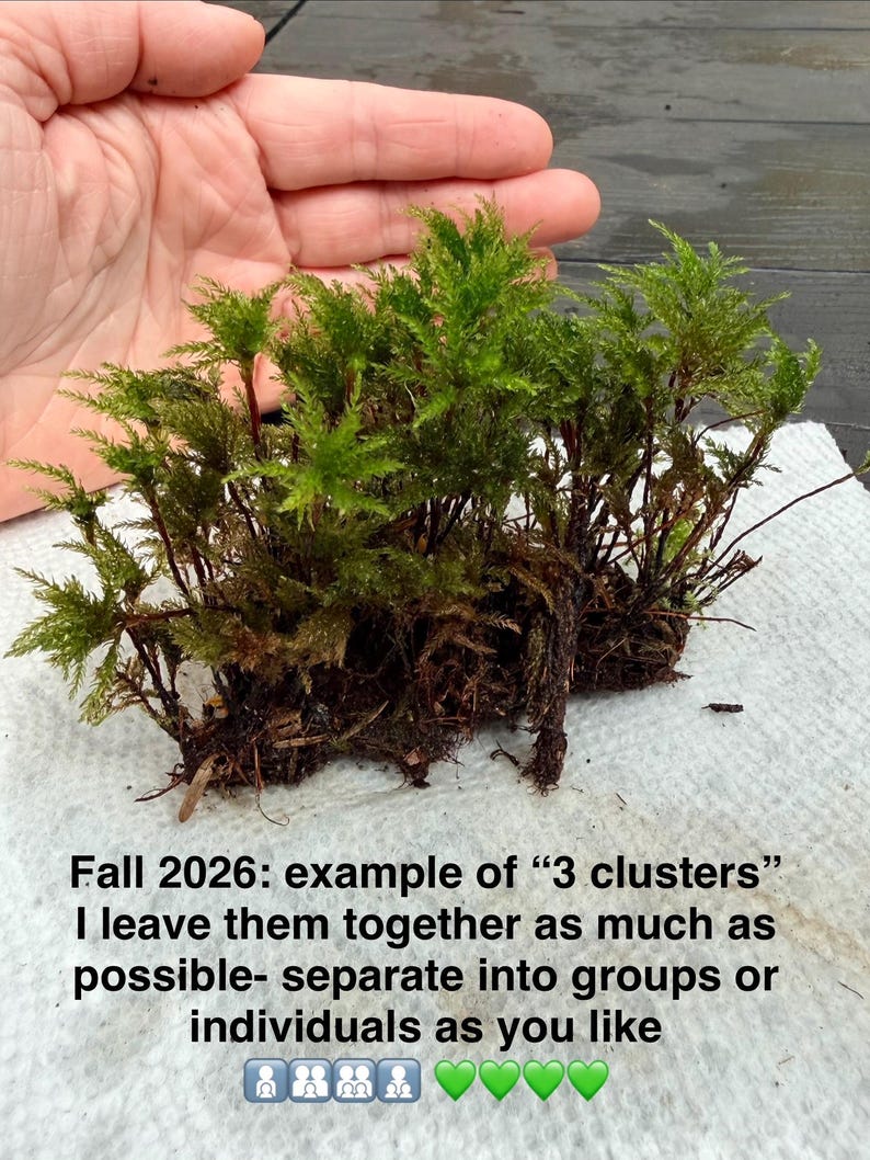 May include: A cluster of green moss with visible roots and stems. The text reads: Fall 2026: example of 3 clusters I leave them together as much as possible- separate into groups or individuals as you like. Four people icons and four green heart icons.