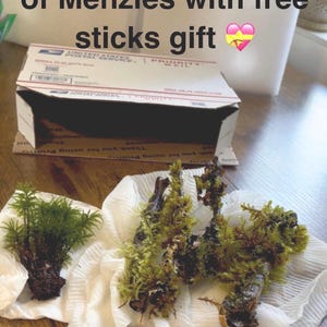 May include: A cluster of green Menzies moss and several wooden sticks covered in moss, resting on a white cloth. The text Unboxing 1 cluster of Menzies with free sticks gift is displayed at the top of the image above a shipping box.
