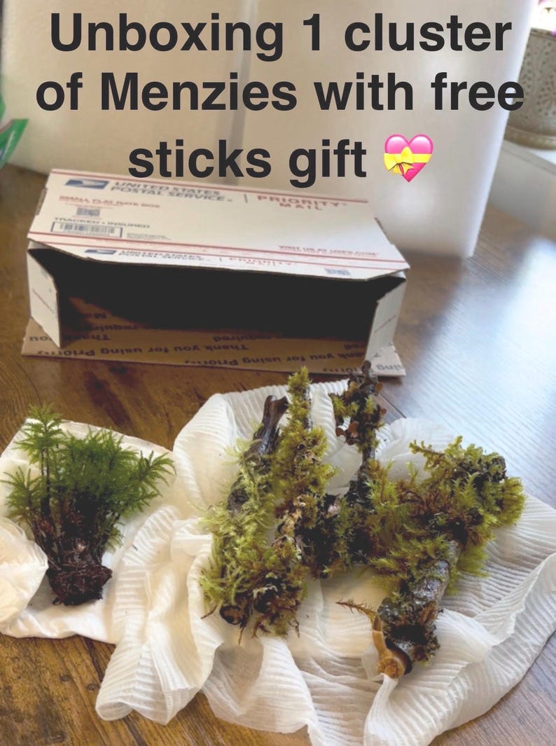 May include: A cluster of green Menzies moss and several wooden sticks covered in moss, resting on a white cloth. The text Unboxing 1 cluster of Menzies with free sticks gift is displayed at the top of the image above a shipping box.