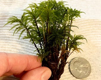 Menzies' Palm Tree Moss + Free Gift - Miniature Forest for Terrariums, Fairy Garden, Leucolepis acanthoneura, Umbrella, Palm Tree Moss
