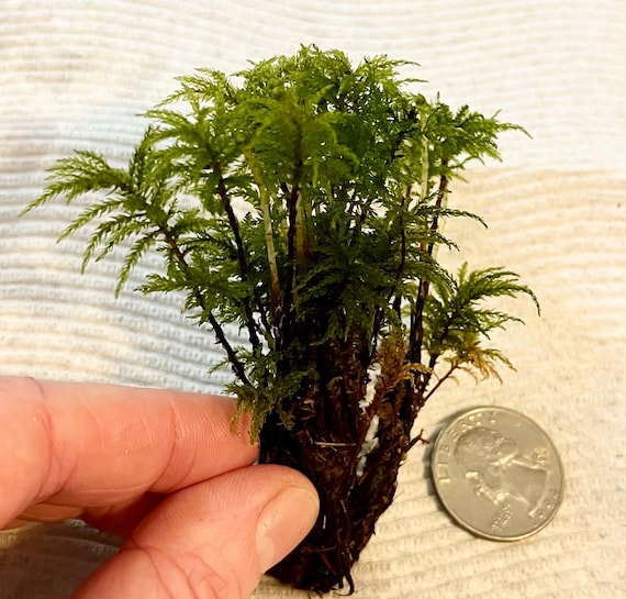 Menzies' Palm Tree Moss + Free Gift - Miniature Forest for Terrariums, Fairy Garden, Terrarium Kit