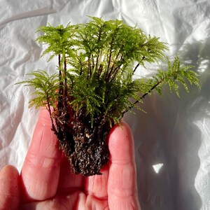 May include: A small clump of vibrant green moss featuring delicate, feathery fronds extending from a dark, dense root base. The plant displays a bright, fresh coloration with multiple stems growing upward, creating a dense, textured appearance.