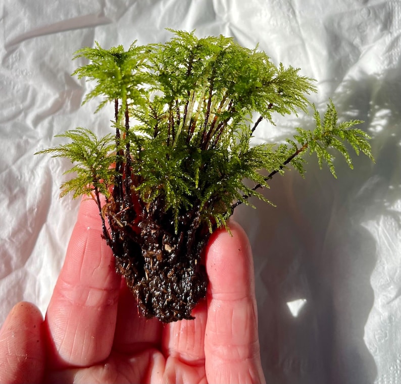May include: A small clump of vibrant green moss featuring delicate, feathery fronds extending from a dark, dense root base. The plant displays a bright, fresh coloration with multiple stems growing upward, creating a dense, textured appearance.