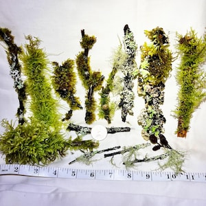 Living Moss and Lichen Sticks – Terrarium Vivarium & Fairy Garden Decor