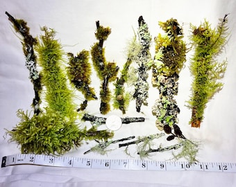 Living Moss and Lichen Sticks – Terrarium, Vivarium, Fairy Garden Decor (no cedar)
