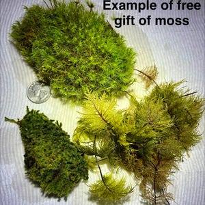 May include: Three distinct clusters of green moss with varying textures and shades, accompanied by a silver US quarter coin for scale. The text "Example of free gift of moss" is printed in black in the upper right corner of the image.