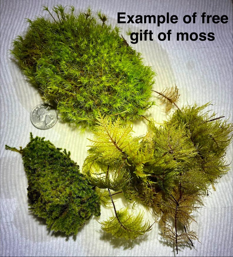 May include: Three distinct clusters of green moss with varying textures and shades, accompanied by a silver US quarter coin for scale. The text "Example of free gift of moss" is printed in black in the upper right corner of the image.