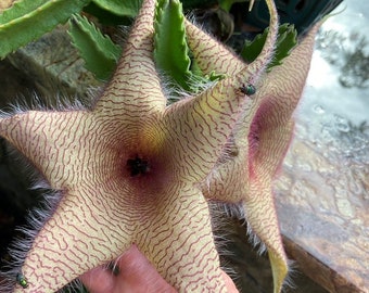 Starfish Flower - Stapelia Gigantea Carrion - Multi Lead Cutting