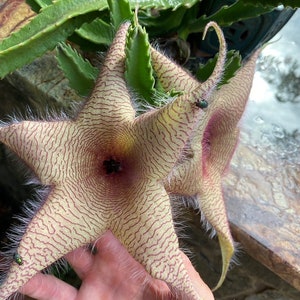 Starfish Flower - Stapelia Gigantea Carrion - Multi Lead Cutting