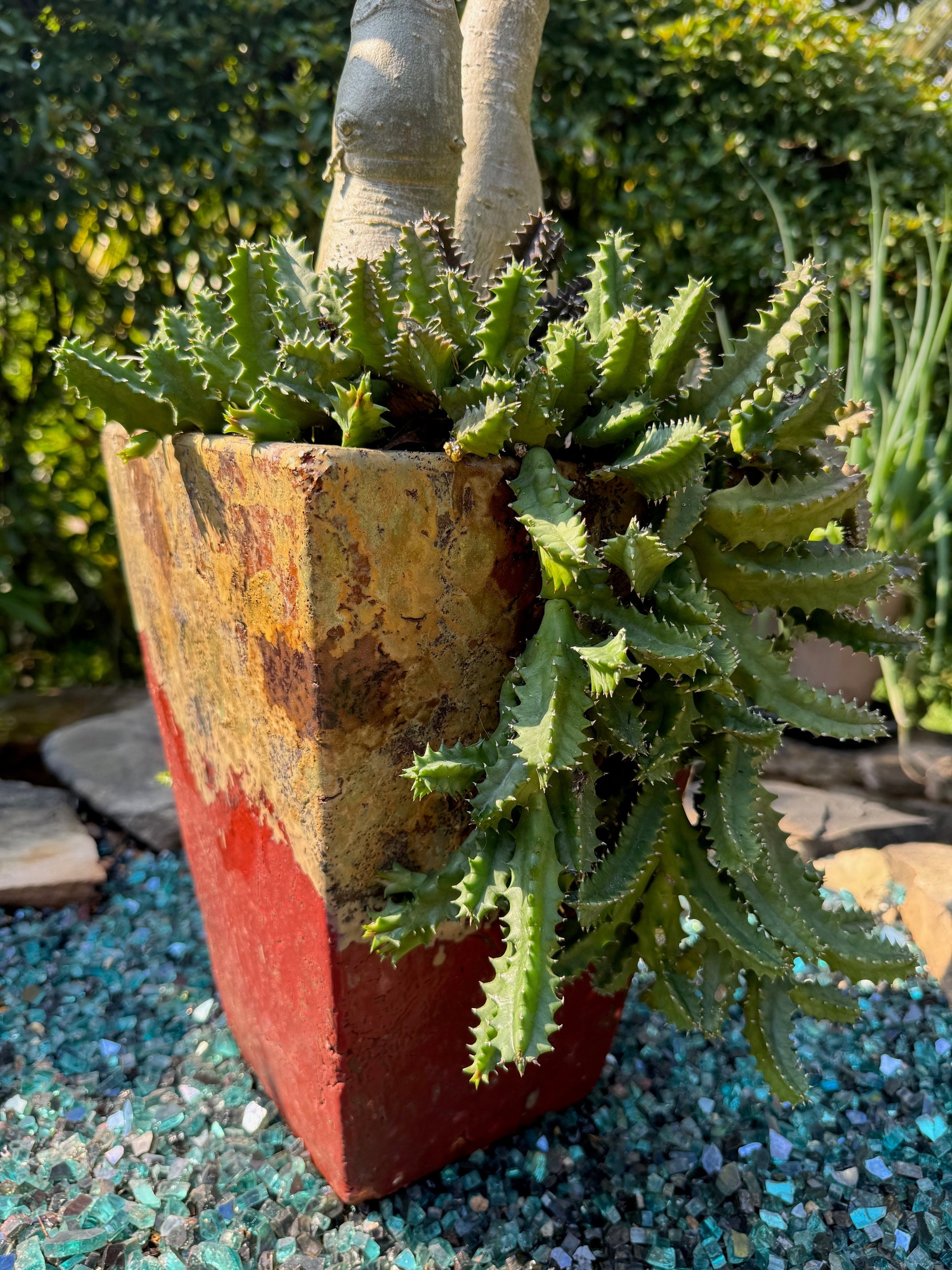 Lifesaver Cactus - Live Plant - Huernia Zebrina - Extremely Rare Cactus  Succulent From Florida - Etsy