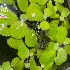 Dwarf Water Lettuce – 20+ Leaves – Live Floating Aquarium Plant – Great for Betta Fish, Shrimp, Ponds, & Nano Tanks