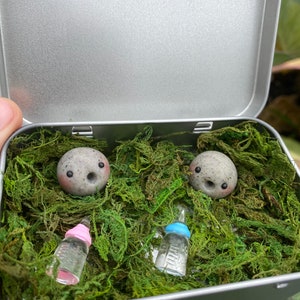 Twin Baby Rock Clay Pets: Emotional Support Desk friend and Study Friends