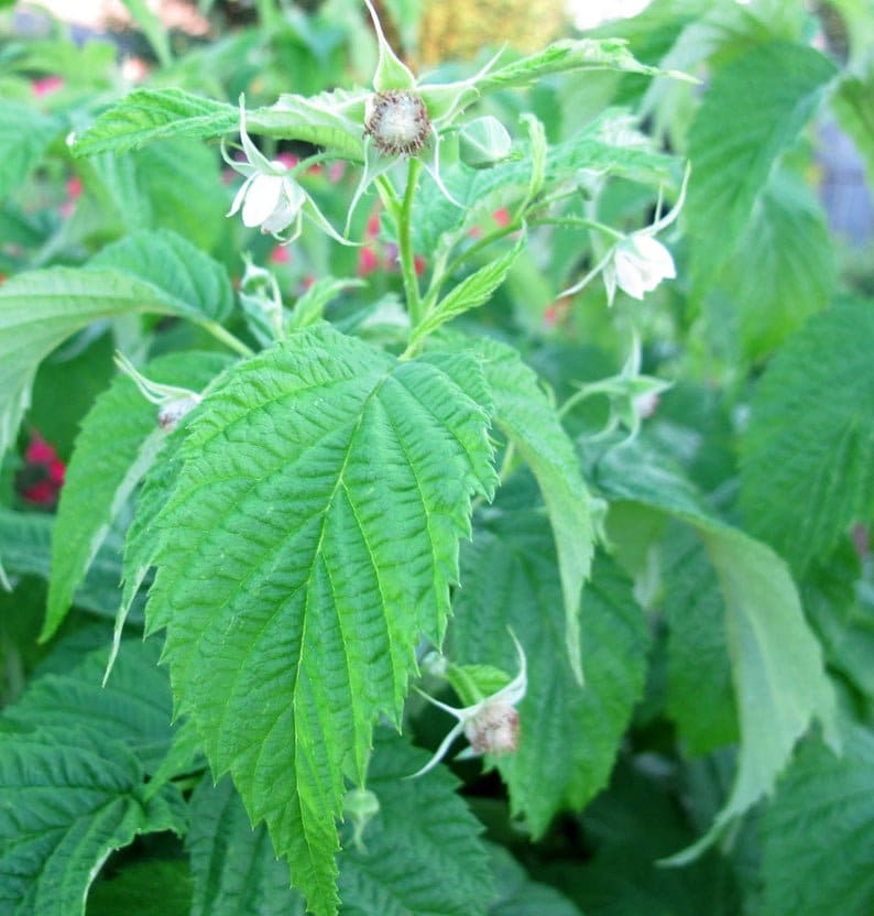 Zone 4 Raspberry Plants 3 Black Raspberry Plants