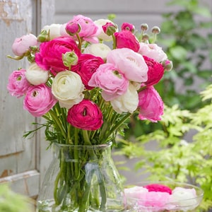 12 Bulbs-Beautiful Pastel Peonies Ranunculus Blend (Pack of 12 Bulbs) Deer Resistant, Zones: 3-11