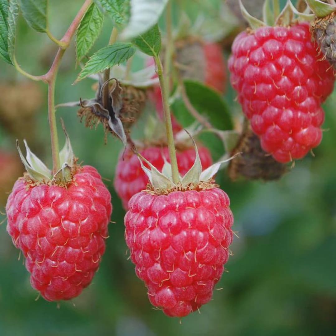 2 Raspberry Plants