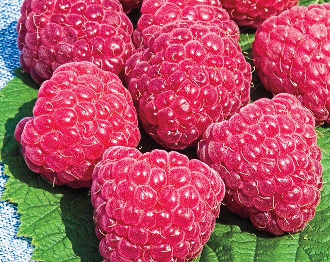 2 Raspberry Plants caroline Large, Sweet Berries2 Large Bare Root Canes