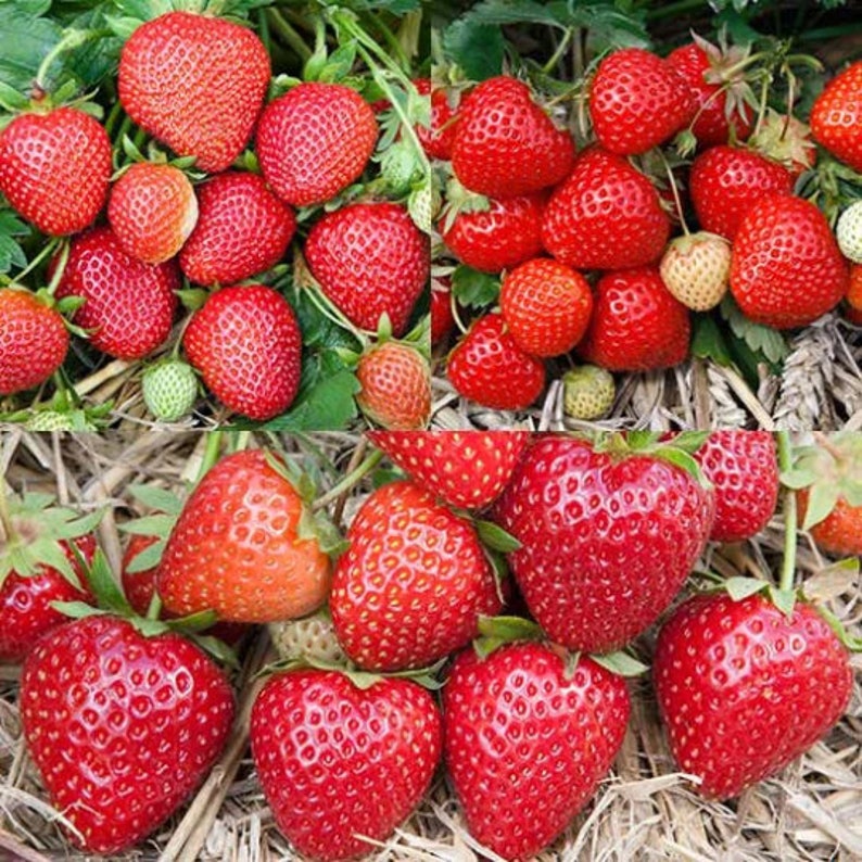 Best Selling Strawberry Collection (pack of 36 Plants)- 12 Earliglow ...