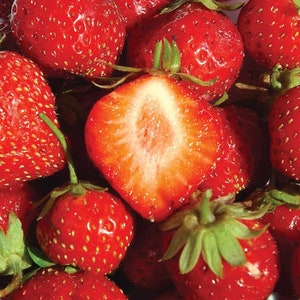 24 Mara Des Bois Everbearing Strawberry Plants-Best Flavor (Pack of 24 Bare Root) Zones 4-9
