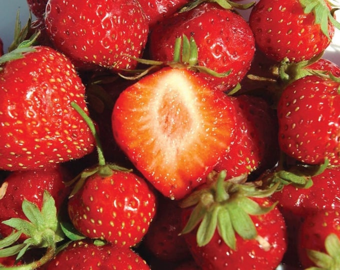 12 Mara Des Bois Everbearing Strawberry Plantsbest Flavor pack of 12