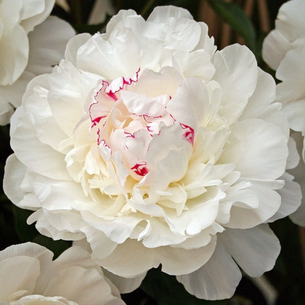 1 Peony Plant-Double Peony "Festiva Maxima" White, 2-3 Eye (1 Bare Root), Fragrant, Perennial, Zones: 3-9