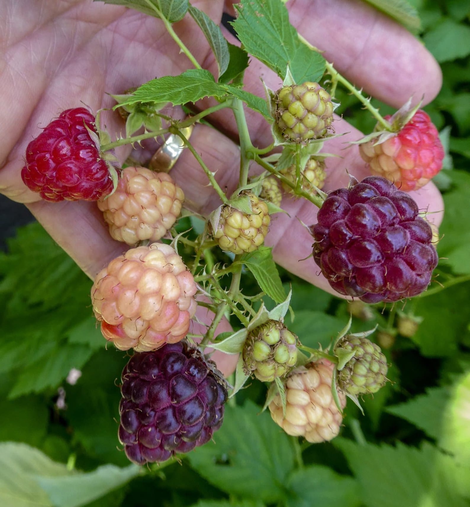 Purple Raspberry Varieties 3 Royalty Purple Raspberry Plants -large, High-quality Fruit (3 Large 1 ...