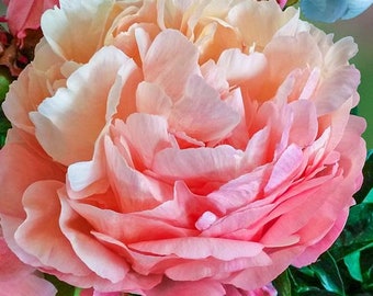 1 Double Peony Plant "Pink Hawaiian Coral" 2-3 eye, (1 Bare Root Plant) Fragrant, Perennial, Zones: 3-9