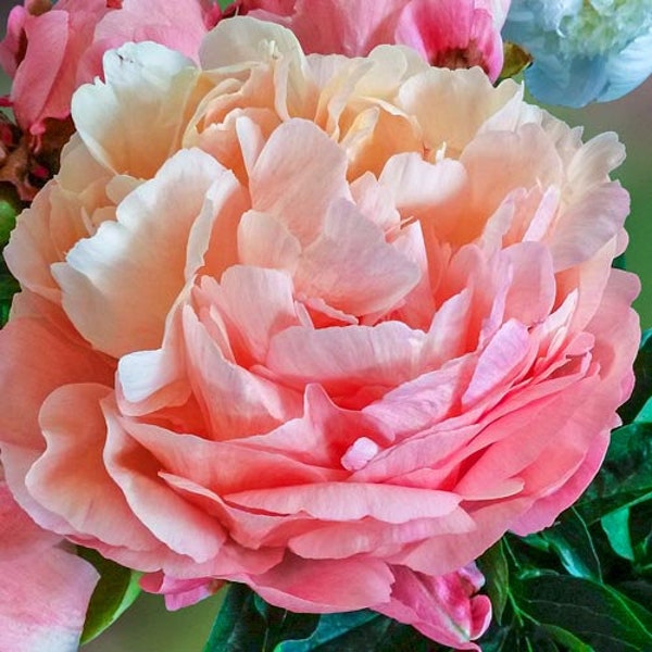 1 pivoine double « Pink Hawaiian Coral » 2-3 yeux, (1 plante à racines nues) parfumée, vivace, zones : 3-9