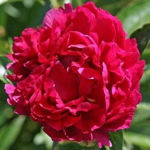 1 Peony Plant-Double Peony "Karl Rosenfield"(Red) 2-3 Eye (1 Large Bare Root) Fragrant, Perennial, Zones: 3-9