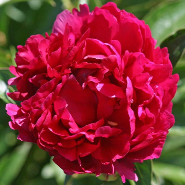 1 pivoine - Pivoine double « Karl Rosenfield » (rouge) 2-3 yeux (1 grosse racine nue) parfumée, vivace, zones : 3-9