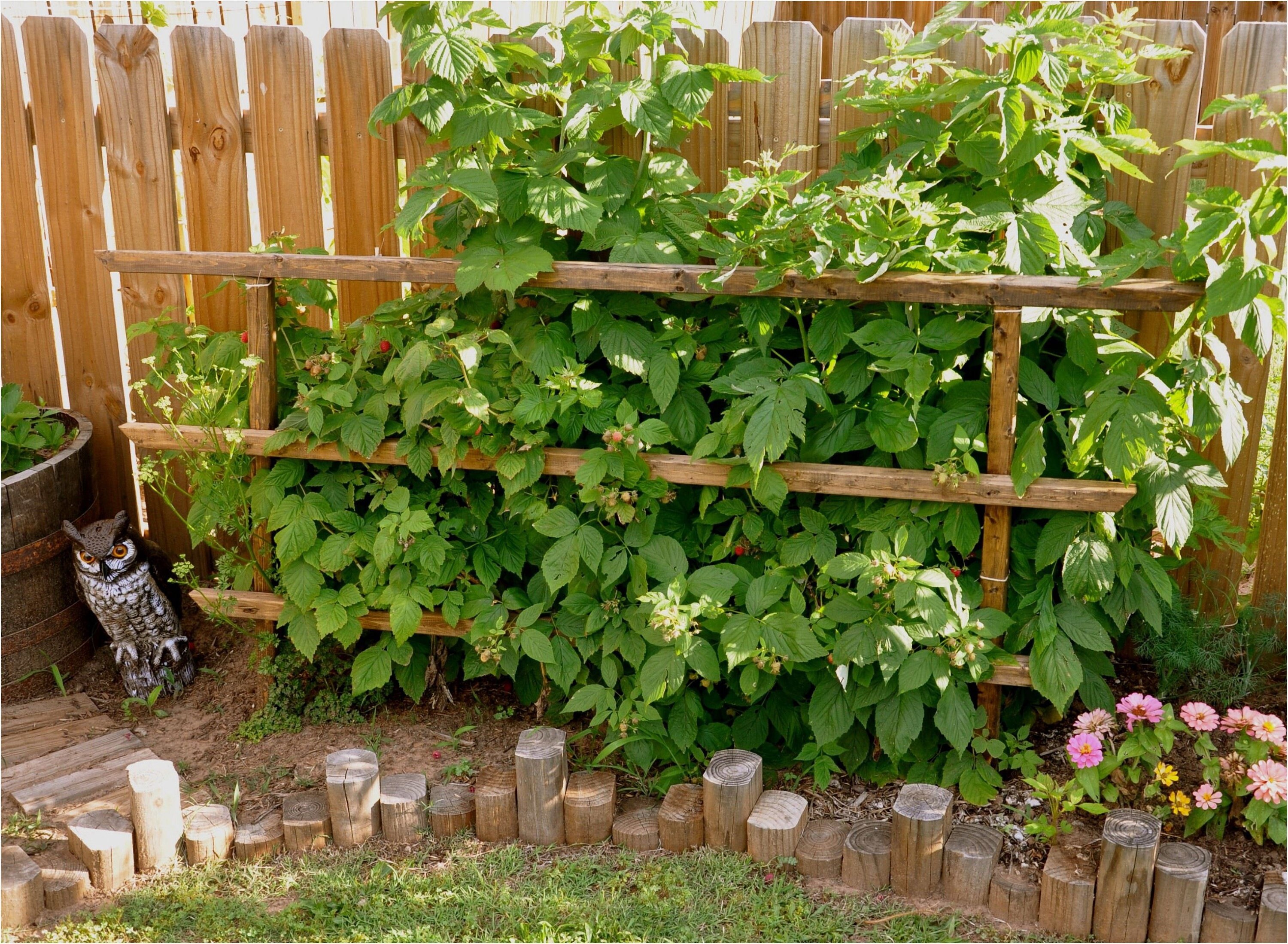 Rooted Raspberry On Cane 2 Raspberry Plants