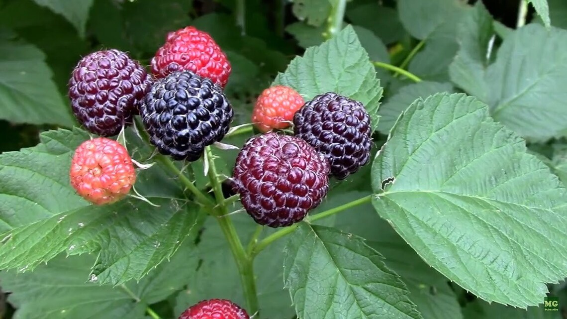 Zone 4 Raspberry Plants 3 Black Raspberry Plants