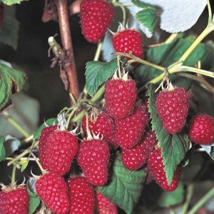 May include: A close-up of a branch of a raspberry bush with many ripe red raspberries. The raspberries are clustered together on the branch, and some are partially hidden by green leaves.