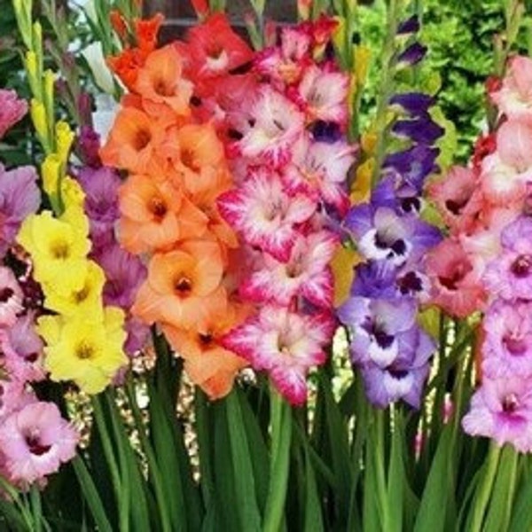 24 Large Gladiolus Flower Bulbs- Spectacular Rainbow Mix-All Colors(Pack of 24 Large Bulbs) Zone: 3-10 Free Shipping