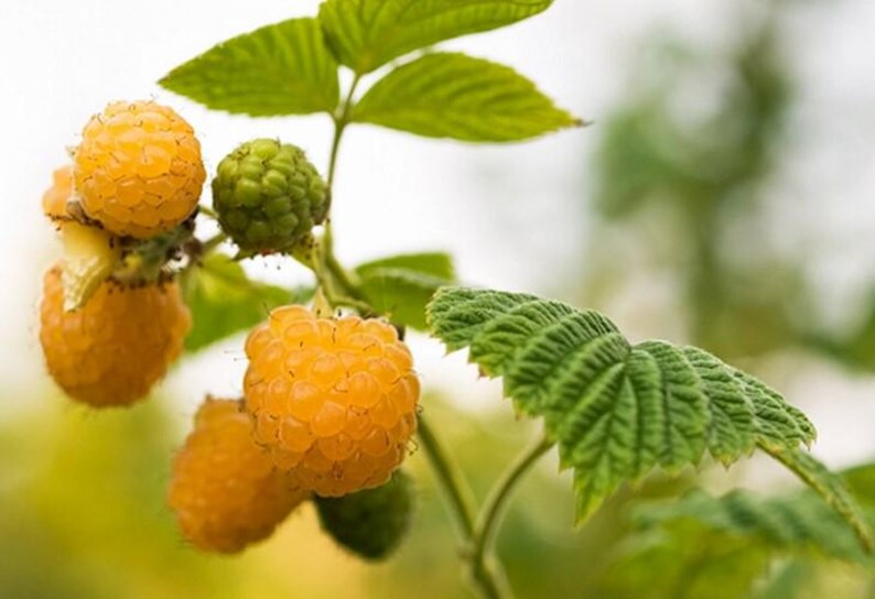 2 Raspberry Plants 