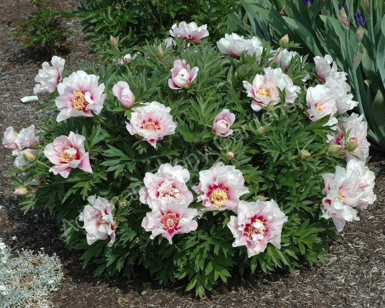 1 Itoh Peony Plant "cora Louise" Pastel-colored, 3-5 Eye (1 XL Bare