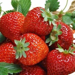 May include: A close-up of a basket filled with ripe red strawberries. The strawberries are arranged in a cluster, showcasing their bright red color and juicy texture.