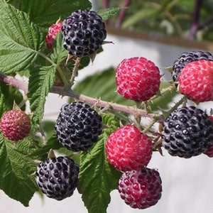 May include: Close-up of a blackberry bush with ripe black and red berries. The berries are growing on a green stem with thorns. The leaves are green and have a rough texture.