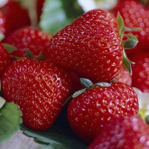 12 Earliglow Strawberry Plants-Earliest, High-Yielding Berry (Pack of 12 Bare Root) Zones: 4-8