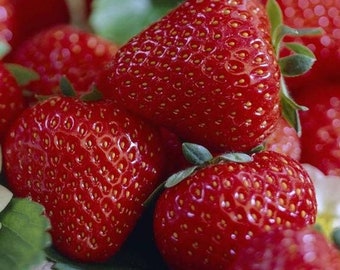 May include: Close-up of a group of ripe red strawberries. The strawberries are arranged in a pile, with some overlapping. The strawberries are shiny and have a smooth surface.